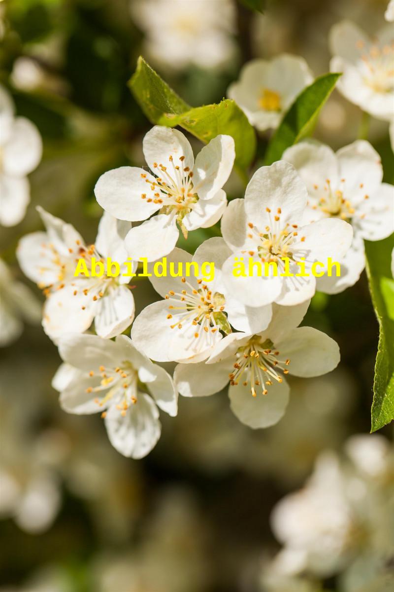 Malus toringo (Toringo-Apfel)