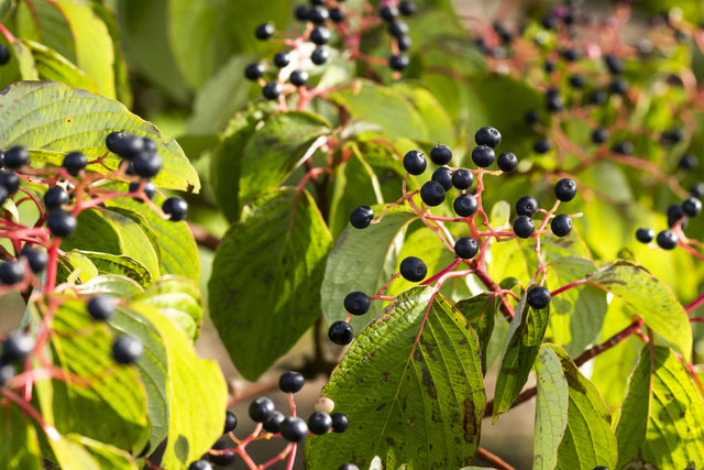 Cornus sanguinea VkG 3 mit Früchten, erhältlich von 50-80 bis 200-250 cm ;;ab 2,56 Euro