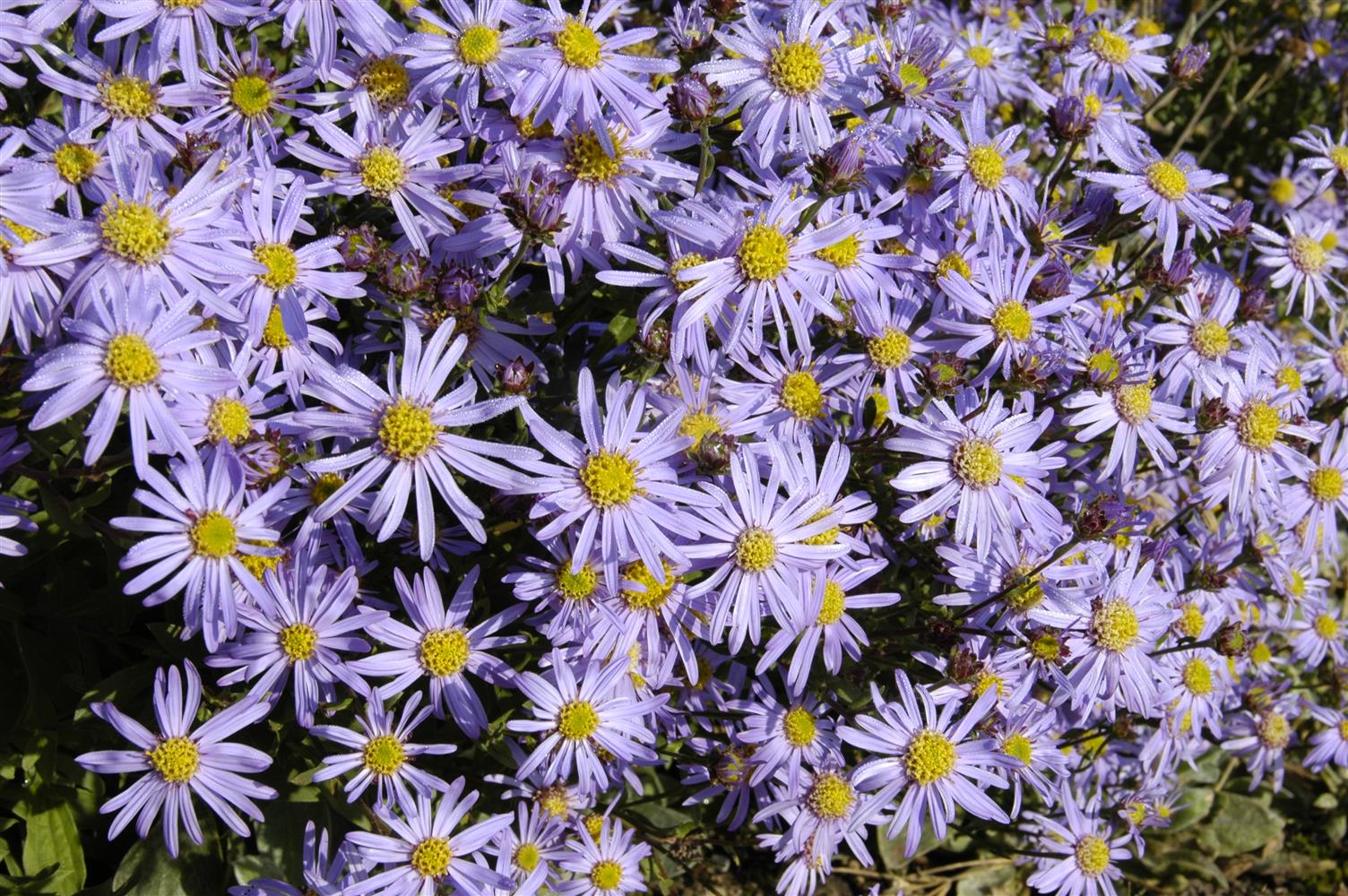 Aster amellus 'Glücksfund' (Garten-Sommer-Aster)