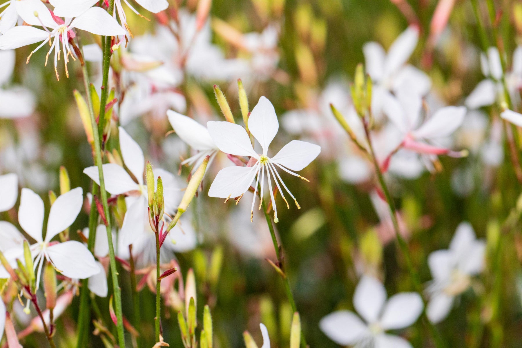 Gaura lindheimerii 'Whirling Butterflies' (Garten-Prachtkerze)