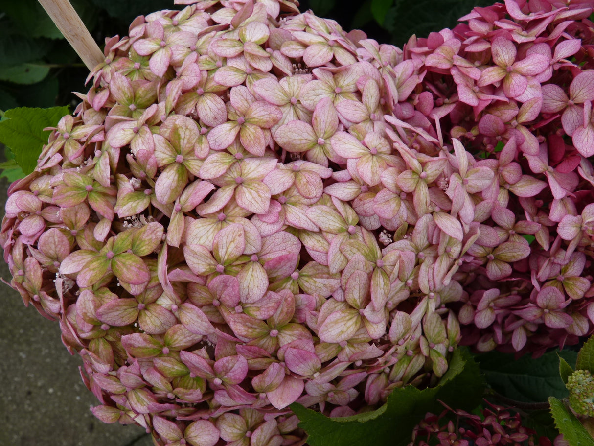 Hydrangea arbor. 'Pink Annabelle' mit Blüte ; Einsatz: Heckenpflanze ;;Pflanzen vom Profi