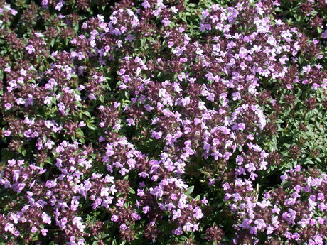 Thymus herba-barona ;;ab 4,90 Euro