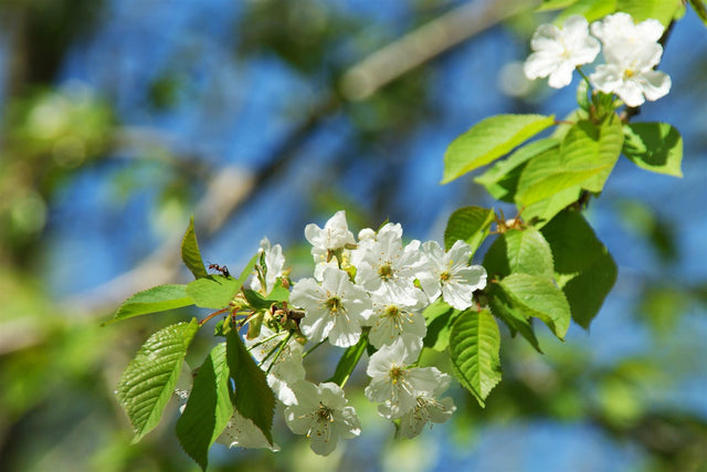 Prunus cer. 'Jade' mit Blüte, erhältlich von 150-200 bis 450-650 cm ;;ab 43,60 Euro