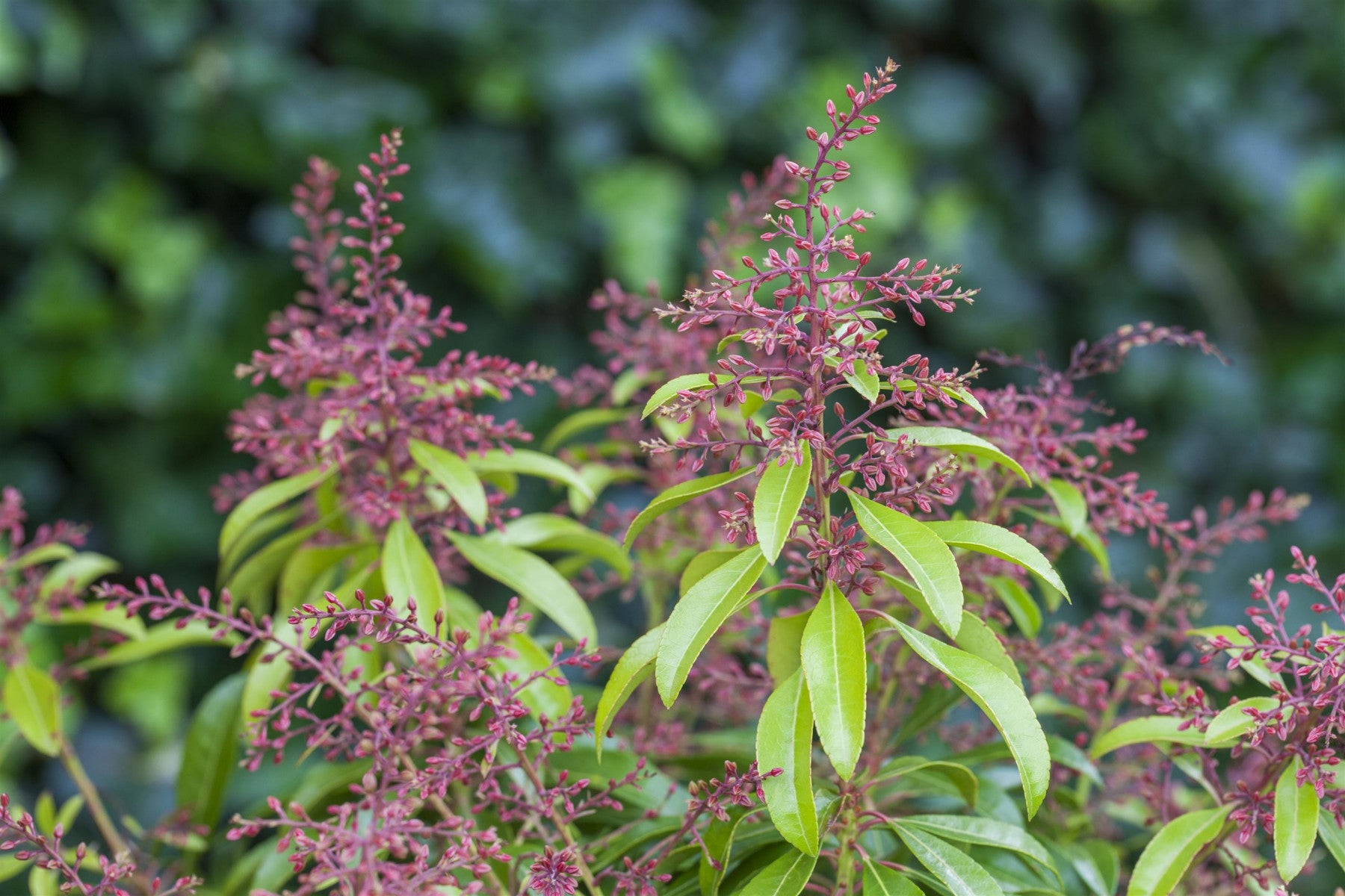 Pieris japonica 'Valley Rose' (Schattenglöckchen 'Valley Rose')