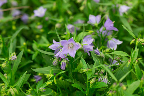 Campanula cochleariif. 'Bavaria Blue', gen. mit Blüte ;;ab 3,95 Euro