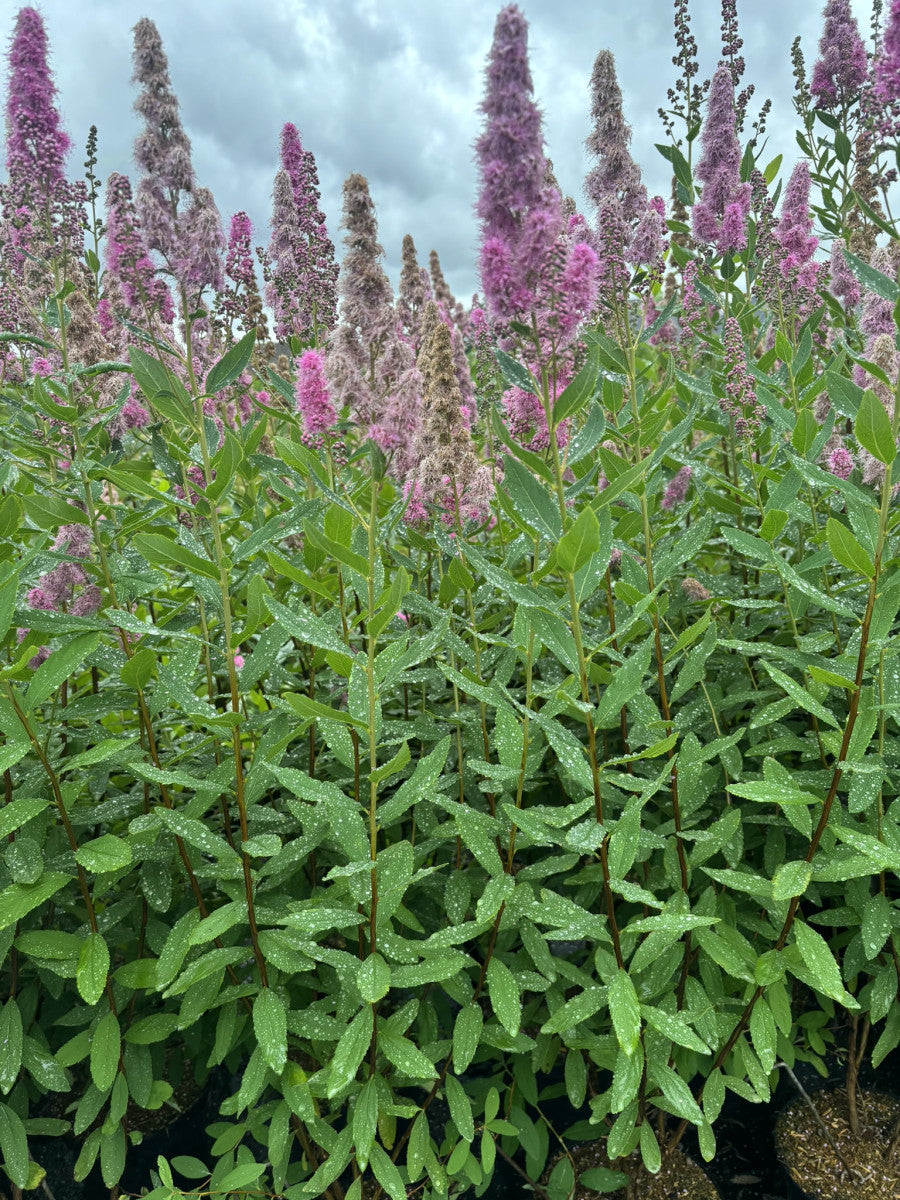 Spiraea billardii 'Triumphans' (Kolbenspiere 'Triumphans')