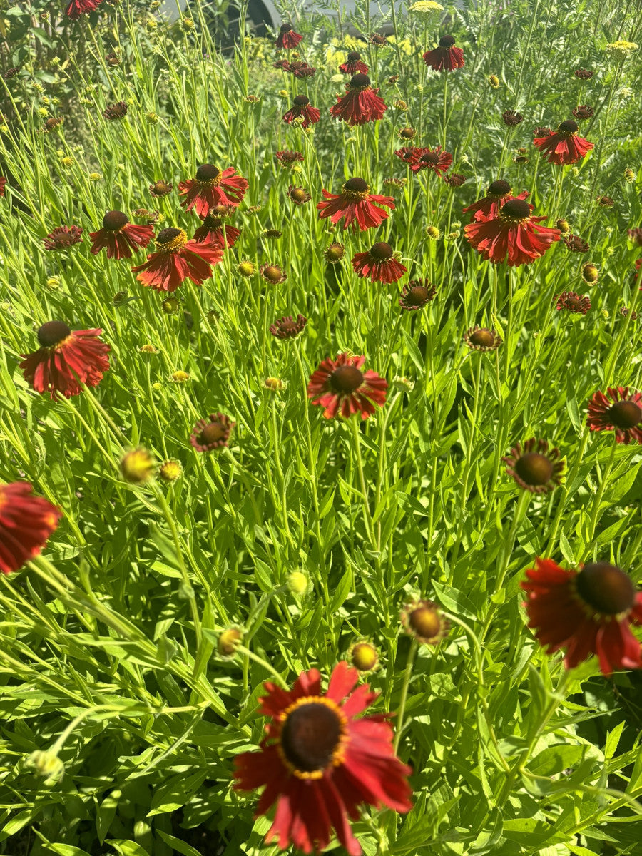 Helenium x cult. 'Moerheim Beauty' mit Blüte ;;ab 5,65 Euro