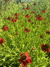 Helenium x cult. 'Moerheim Beauty' mit Blüte ;;ab 5,65 Euro