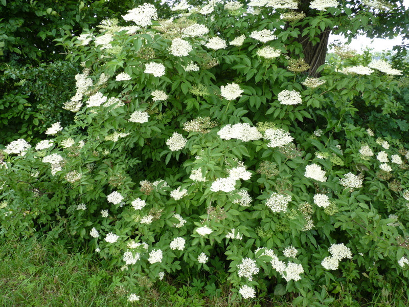 Sambucus nigra mit Blüte ; Einsatz: Arzneipflanze ;;