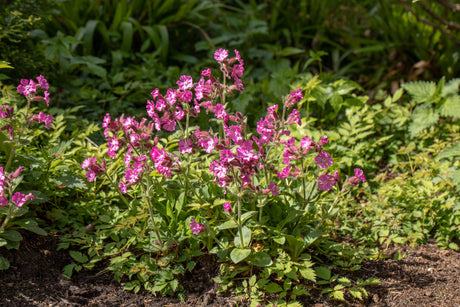 Silene dioica mit Blüte ;;ab 3,90 Euro