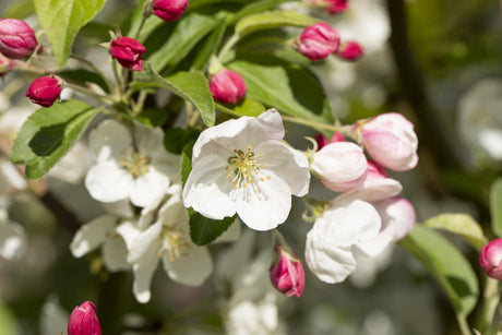 Zierapfel 'Evereste' mit Blüte, verfügbar in 21 Größen und Varianten ; Einsatz: Solitärgehölz ; Pluspunkt: blütenpracht;;hier kaufen