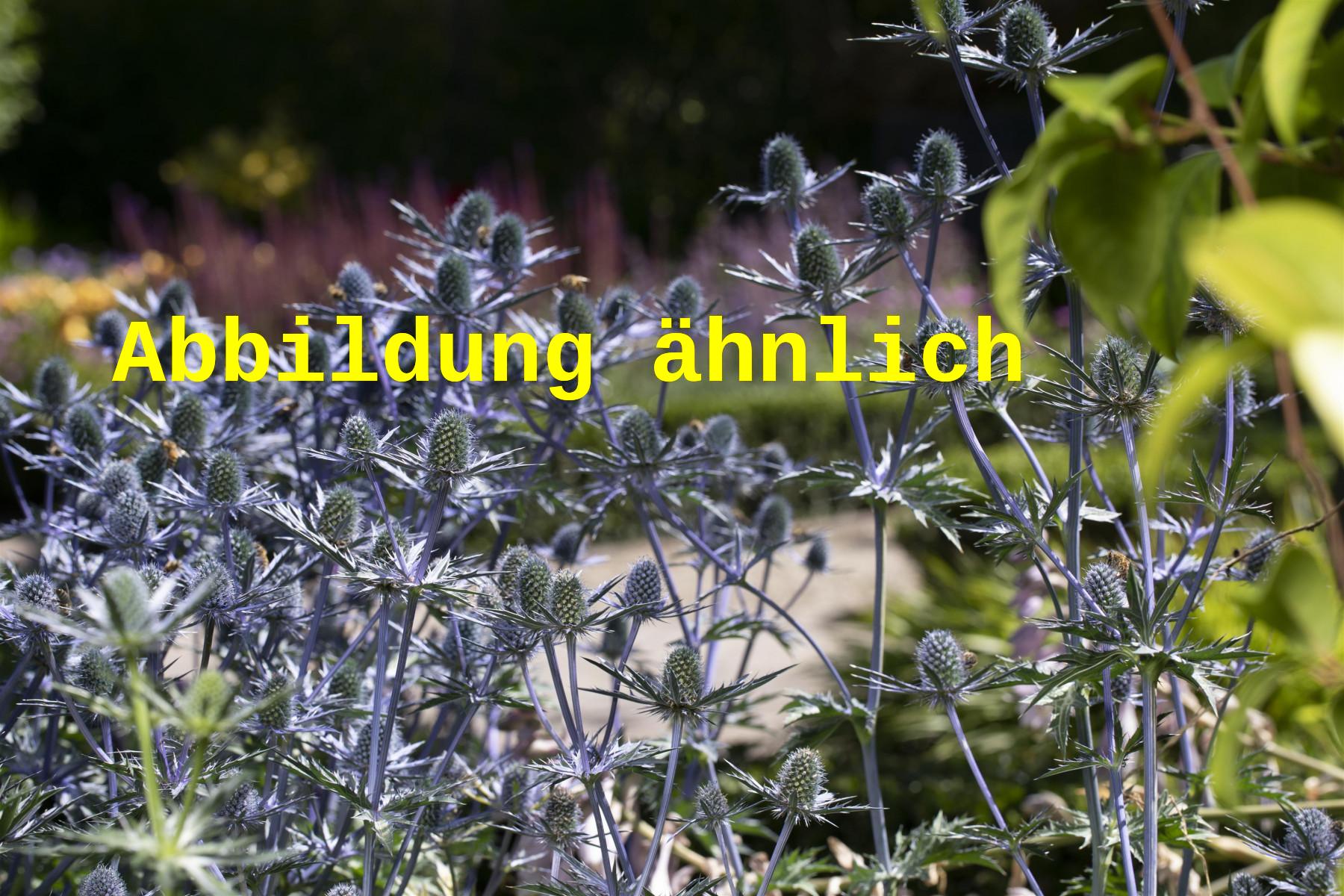 Eryngium planum 'Blauer Zwerg' (Kleiner Garten-Mannstreu)