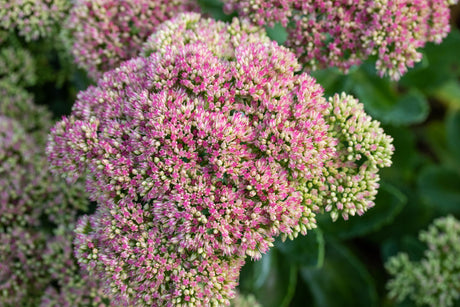 Sedum telephium mit Blüte ;;ab 3,30 Euro