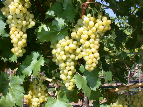 Vitis 'Seyval Blanc' mit Früchten, erhältlich von 80-100 bis 80-100 cm ;;ab 25,90 Euro