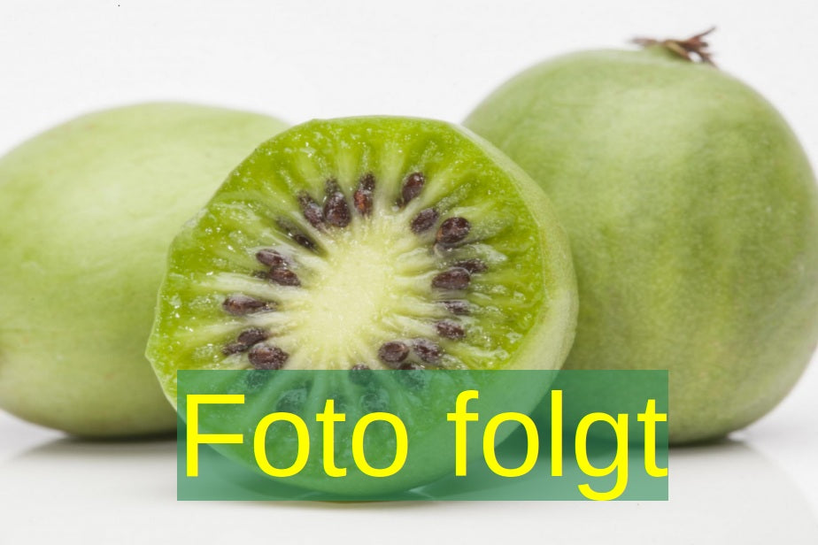 Bild wird ergänzt für Actinidia chinensis 'Male' (Kiwi 'Male')