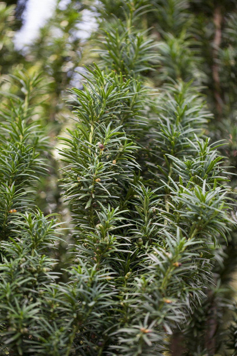 Taxus baccata 'Fastigiata' , erhältlich von 40-50 bis 140-160 cm ;;ab 39,40 Euro