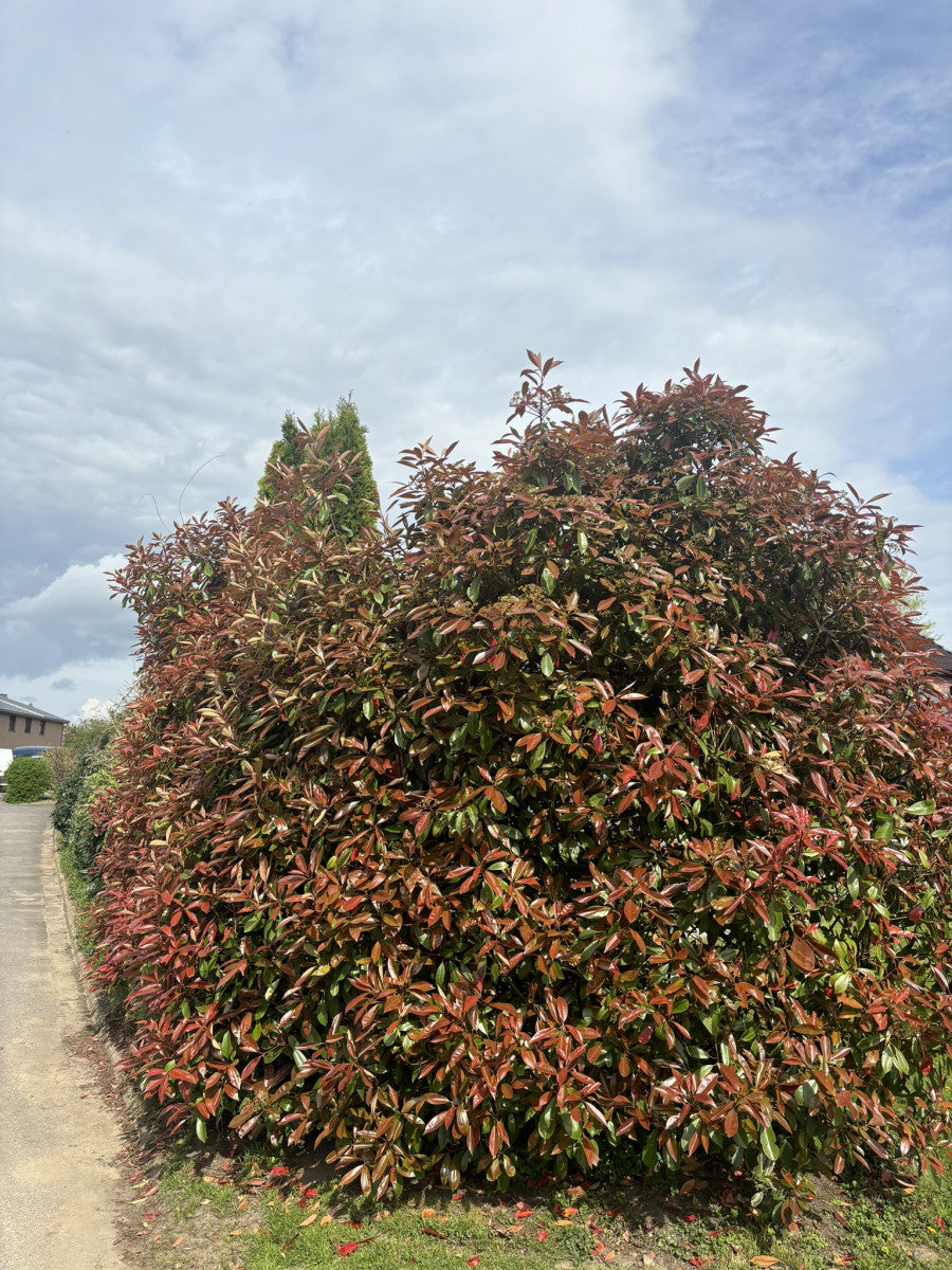 Photinia fraseri 'Red Robin' als Hecke, erhältlich von 40-60 bis 175-200 cm ;;ab 21,00 Euro