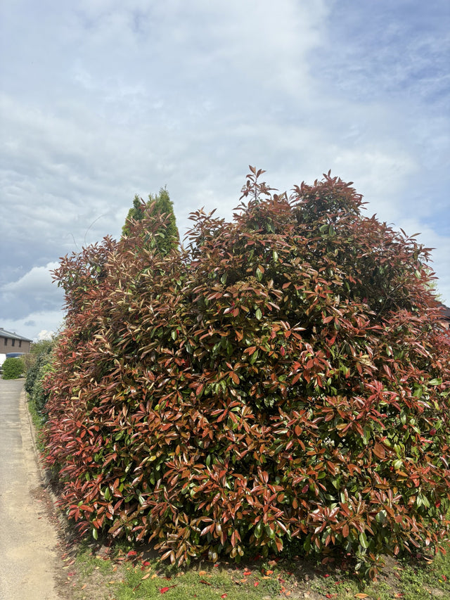 Photinia fraseri 'Red Robin' als Hecke, erhältlich von 40-60 bis 175-200 cm ;;ab 21,00 Euro