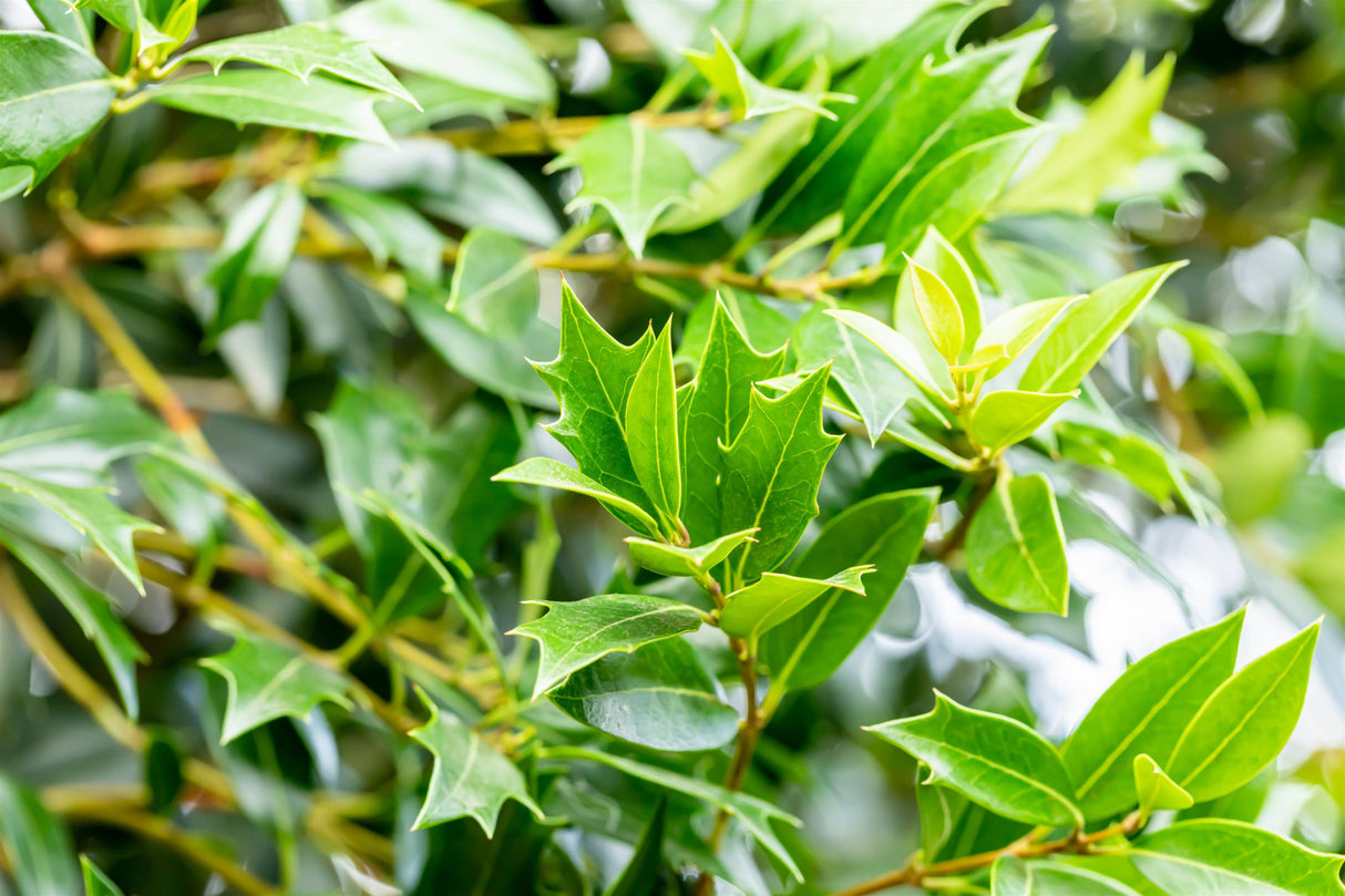 Osmanthus heterophyllus mit Belaubung, erhältlich von 40-50 bis 40-50 cm ;;ab 26,60 Euro