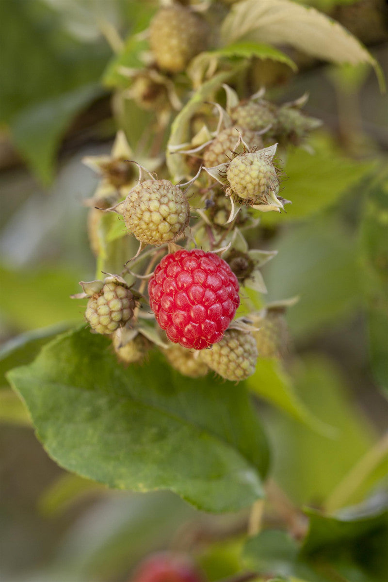 Rubus id. 'Marwe' mit Früchten ;;ab 20,40 Euro