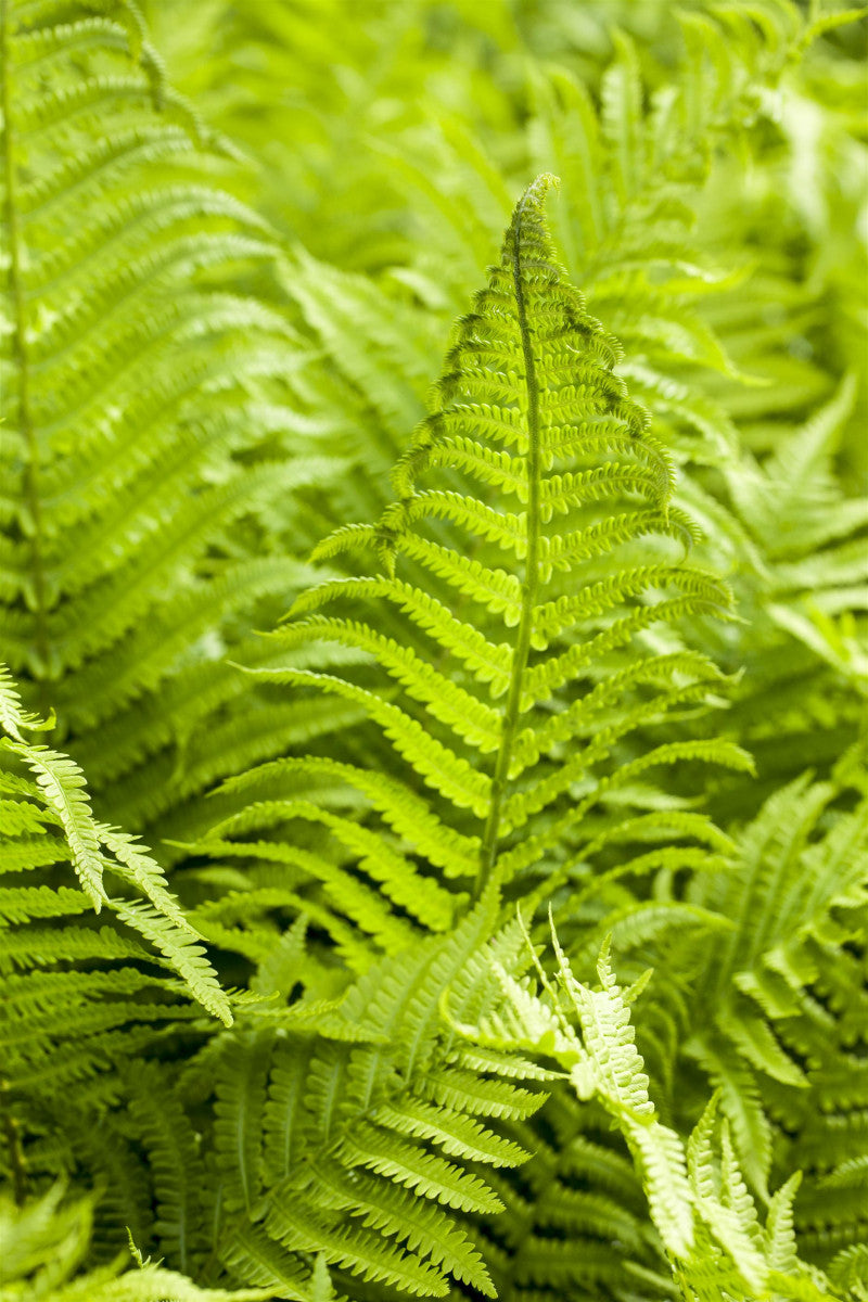 Athyrium filix-femina (Wald-Frauenfarn)