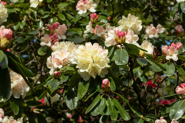 Rhododendron Hybr. 'Ehrengold' mit Blüte, erhältlich von 40-50 bis 90-100 cm ;;ab 47,20 Euro