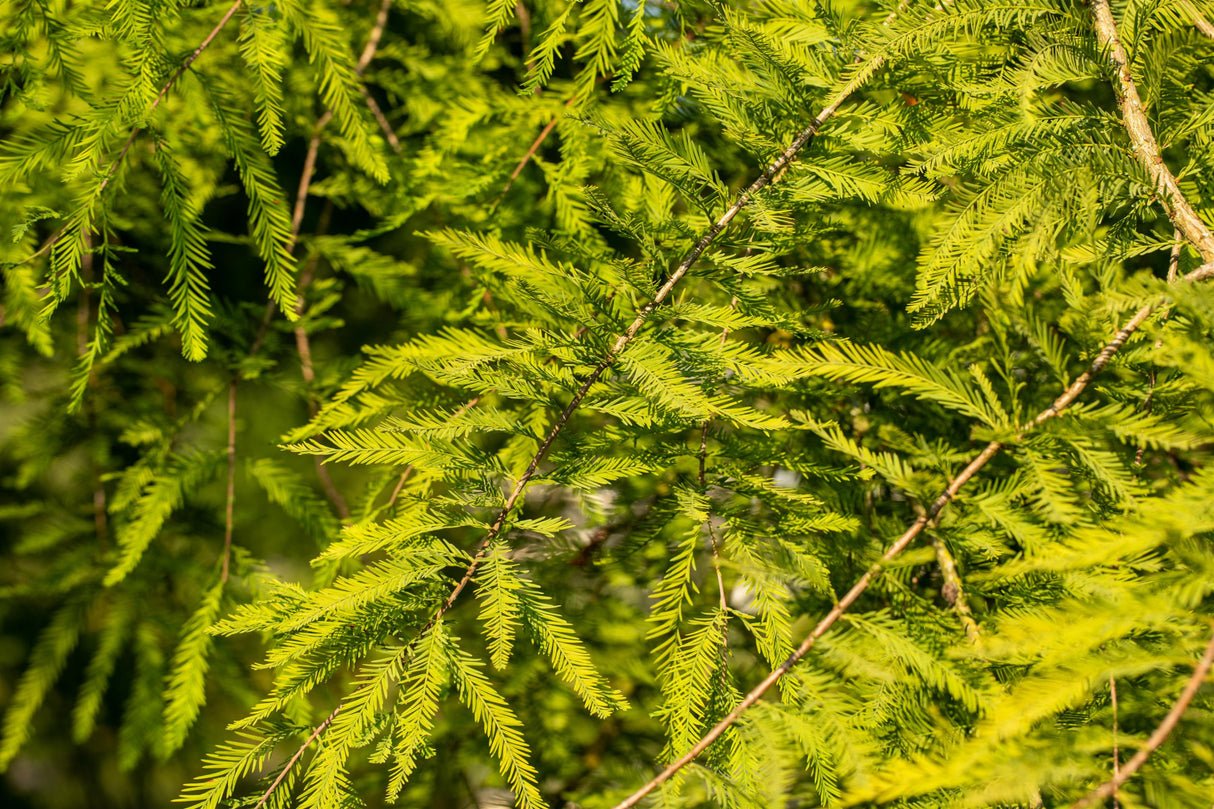 Taxodium distichum mit Belaubung, erhältlich von 40-60 bis 200-225 cm ;;ab 21,50 Euro