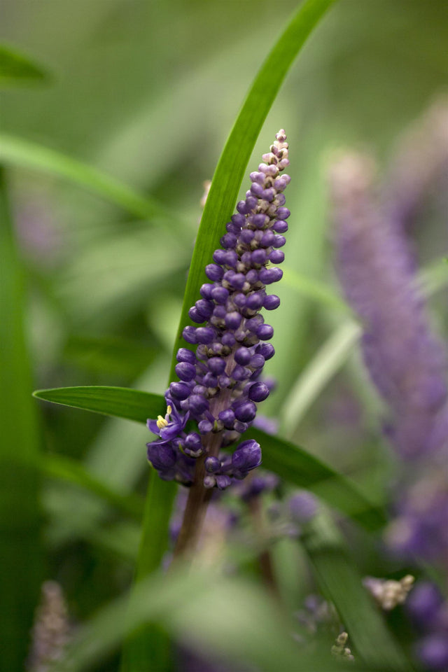 Liriope muscari mit Blüte ;;ab 8,50 Euro