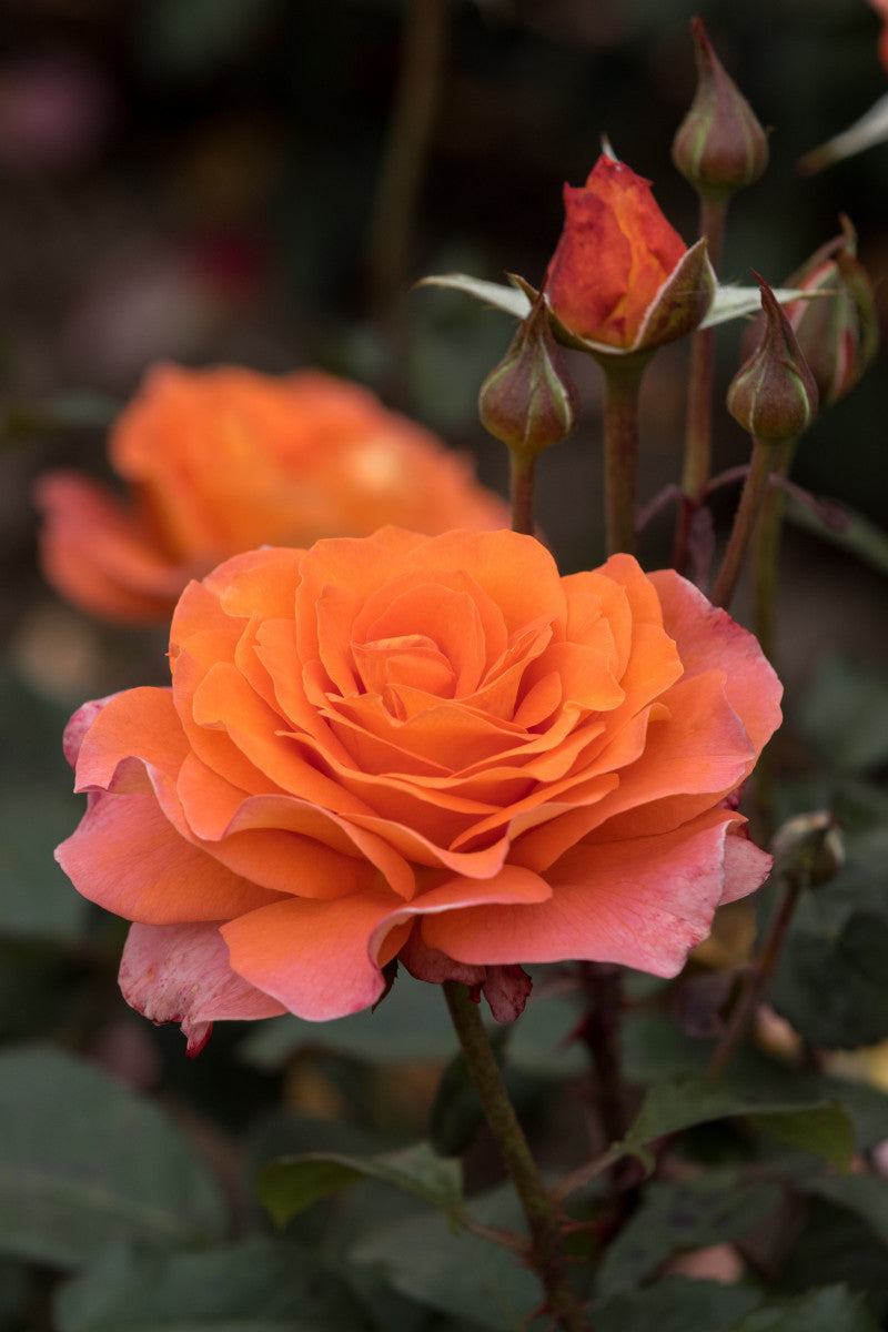 Rosa 'Tea Time' TH (Edelrose 'Tea Time' -R-)