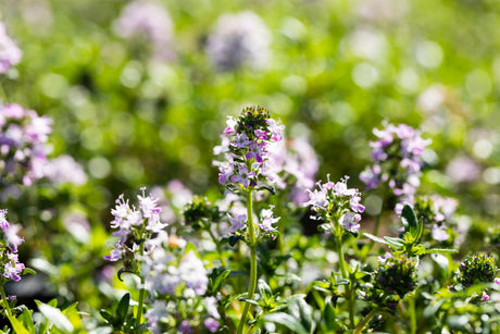 Thymus longicaulis 'Odoratus' mit Blüte ;;ab 4,60 Euro