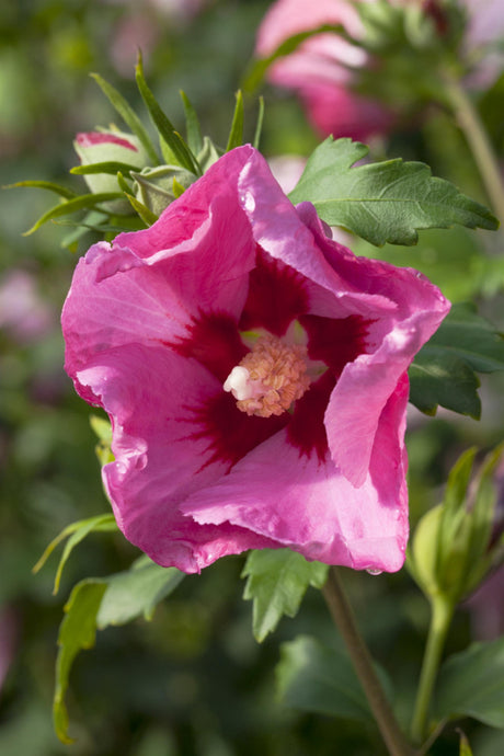 Hibiscus syriacus 'Pink Giant' mit Blüte, erhältlich von 100-125 bis 200-250 cm ;;ab 113,00 Euro