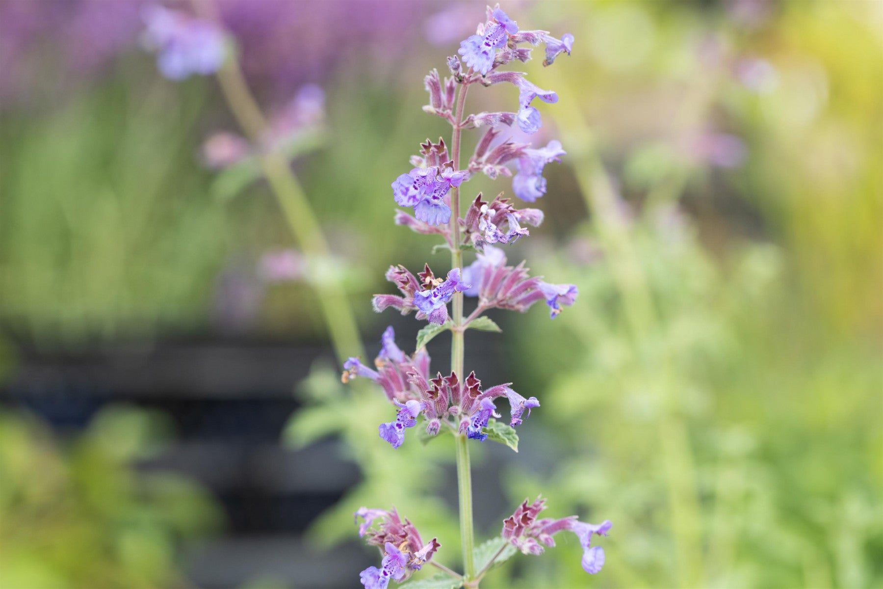 Nepeta x faassenii 'Six Hills Giant' (Garten-Bastard-Katzenminze)