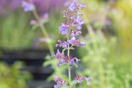 Nepeta x faassenii 'Six Hills Giant' mit Blüte ;;ab 3,30 Euro