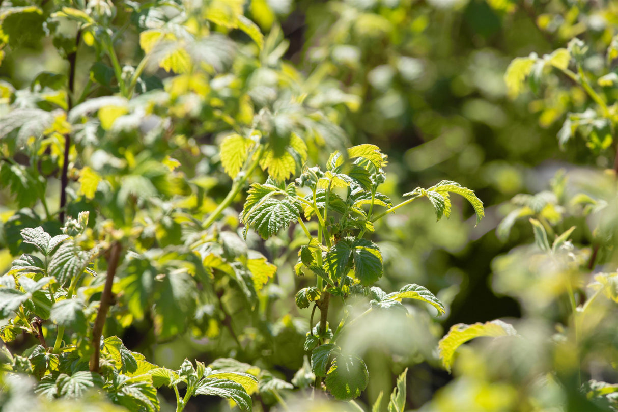 Rubus id. 'Fallgold' mit Belaubung ;;ab 16,40 Euro