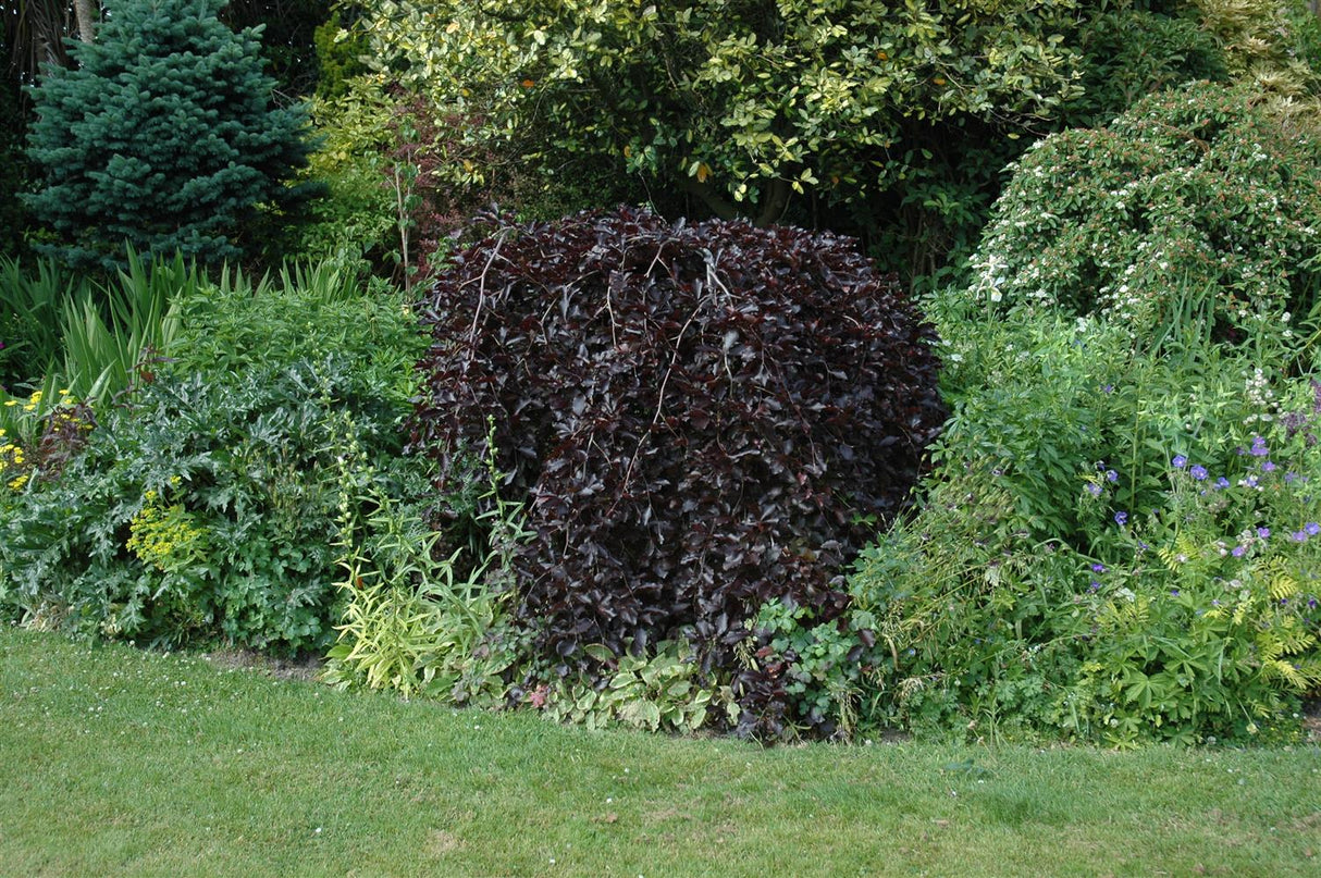 Rotbuche 'Purpurea Pendula' als Pflanze im Beet, erhältlich als: Hochstamm ; Einsatz: Gärten ; Pluspunkt: winterhart;;günstig mit Qualität