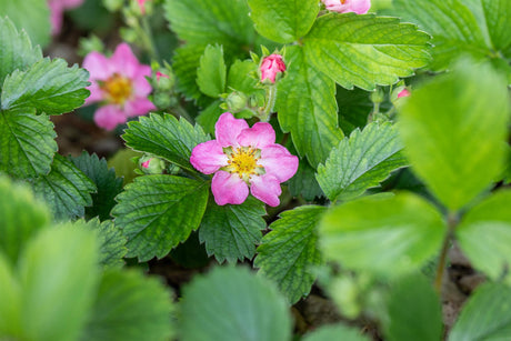 Fragaria vesca var. semperfl. 'Alexandria' ;;ab 2,84 Euro