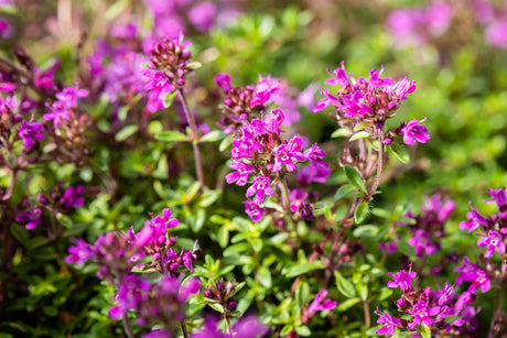 Thymus praecox 'Red Carpet' mit Blüte ;;ab 3,50 Euro