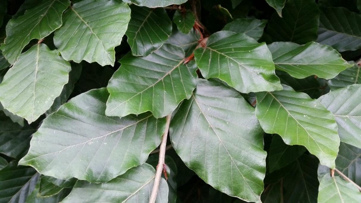 Fagus sylvatica mit Sommerbelaubung ; Einsatz: Landschaftsbau ; Pluspunkt: dekorativ;;