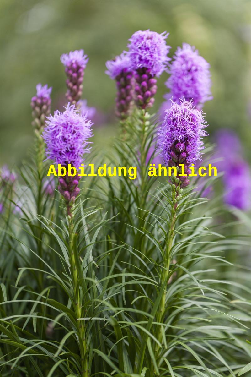 Liatris spicata 'Kobold', gen. (Ährige Garten-Prachscharte)