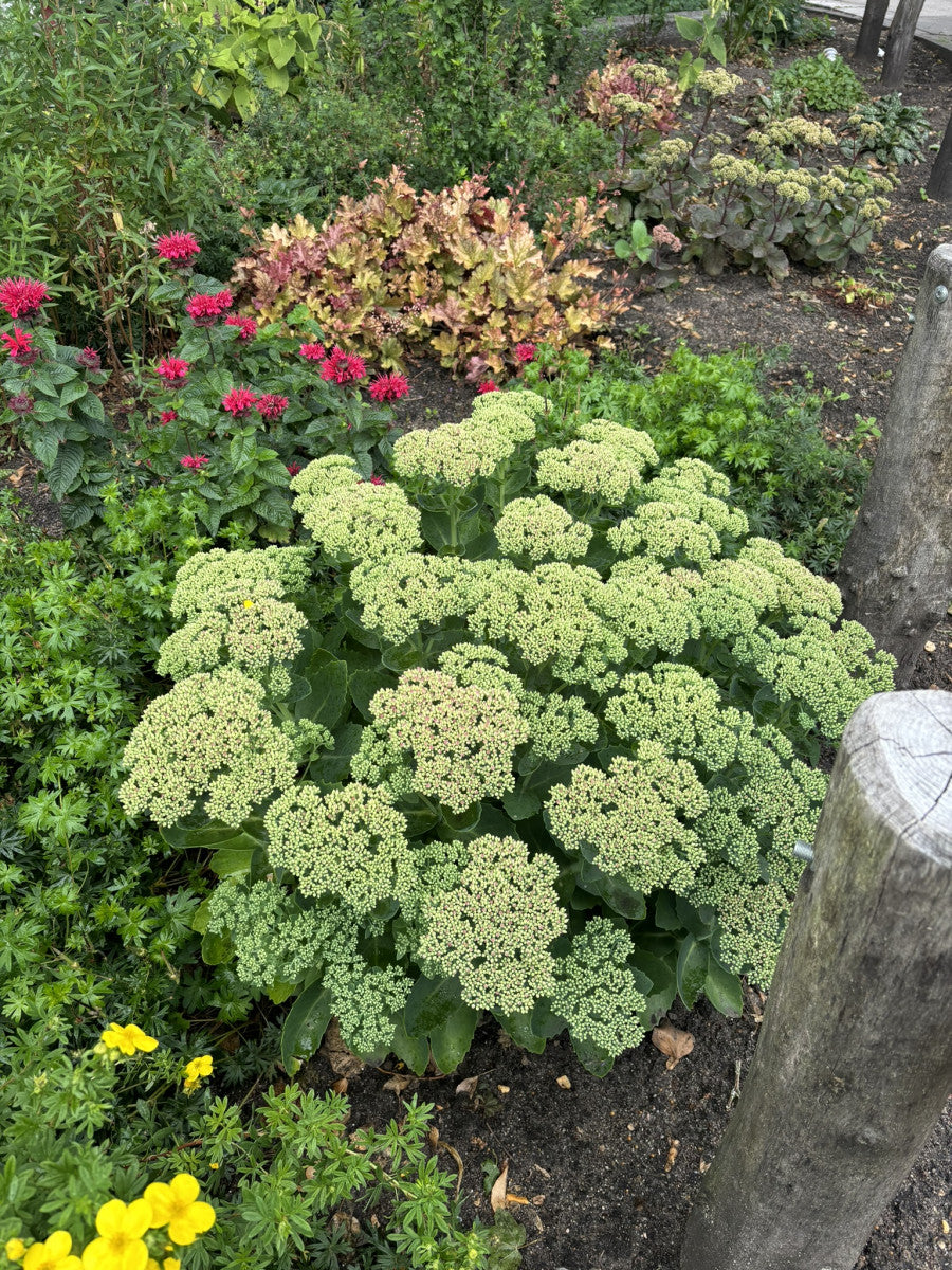 Sedum telephium 'Herbstfreude' (Großes Garten-Fettblatt)