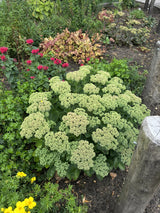 Sedum telephium 'Herbstfreude' ;;ab 3,25 Euro