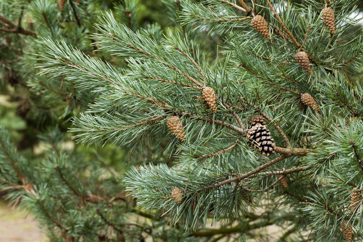 Pinus sylvestris mit Früchten ; Pluspunkt: schnittverträglich;;