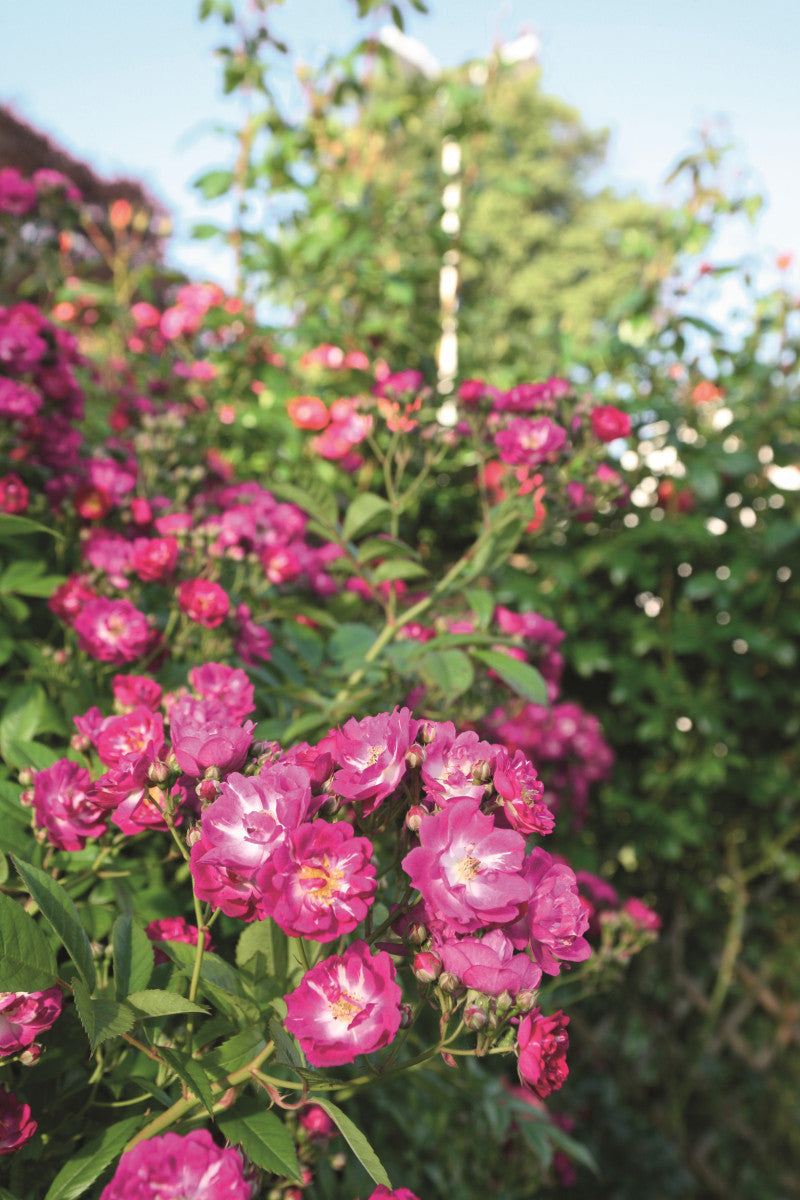 Rosa 'Perennial Blue' KL (Kletterrose 'Perennial Blue' -R- ADR-Rose)