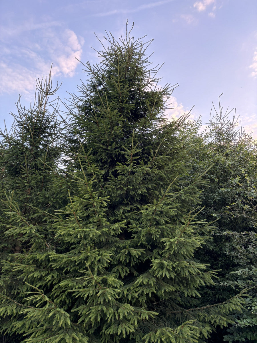 Picea abies HkG 84004 , erhältlich von 20-40 bis 80-100 cm ;;ab 0,13 Euro