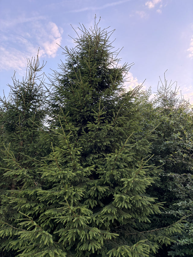 Picea abies HkG 84017 , erhältlich von 20-40 bis 80-100 cm ;;ab 0,13 Euro