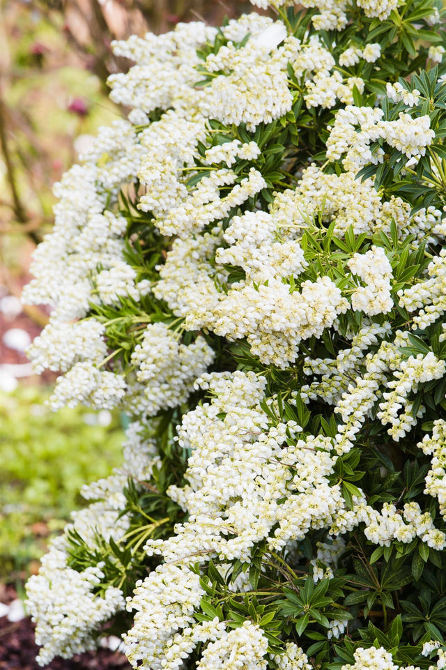 Pieris japonica 'Debutante' mit Blüte, erhältlich von 20-25 bis 60-80 cm ;;ab 17,40 Euro