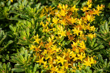 Sedum floriferum 'Weihenstephaner Gold' mit Blüte ;;ab 3,20 Euro