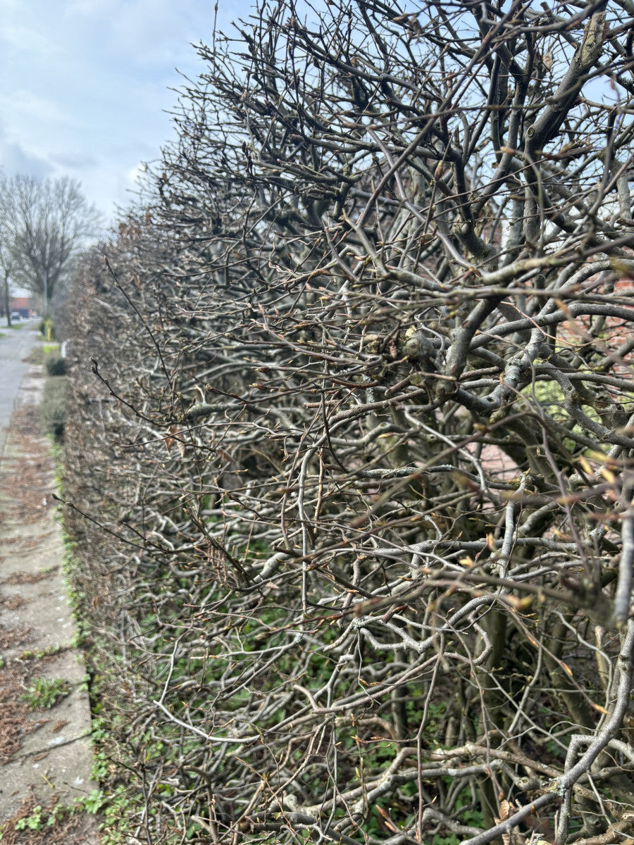 Carpinus betulus VkG 2 mit Winterlaub ; Einsatz: Bienenweide ; Pluspunkt: luftreinigend;;Pflanzen vom Profi