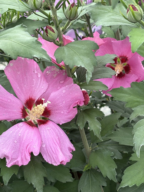 Hibiscus syriacus 'Woodbridge' mit Blüte, erhältlich von 40-60 bis 200-250 cm ;;ab 24,60 Euro