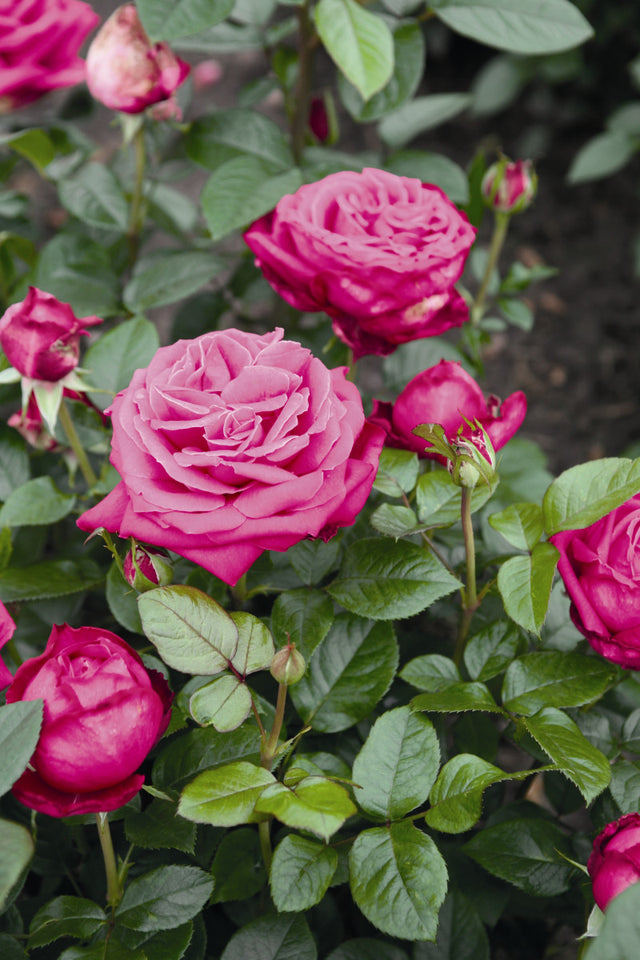 Rosa 'Senteur Royale' TH mit Blüte ;;ab 10,90 Euro